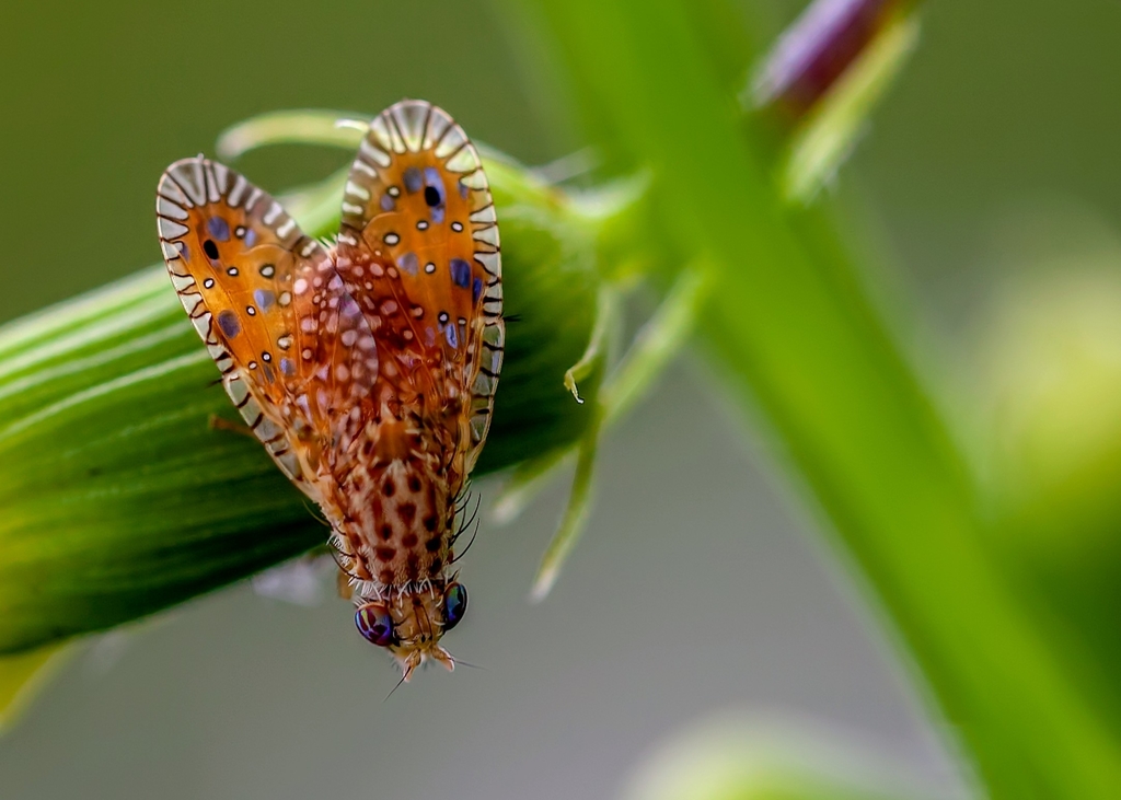 Paracantha culta