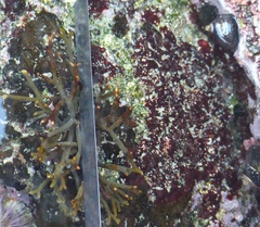 Bifurcariopsis capensis