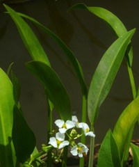 Sagittaria platyphylla
