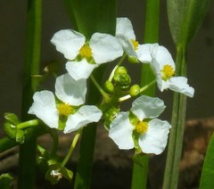 Sagittaria platyphylla