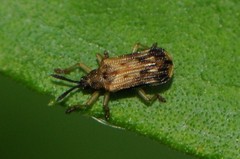 Sumitrosis inaequalis