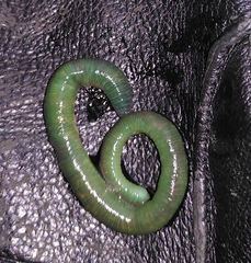 Aporrectodea smaragdina