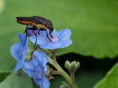 Stomorhina xanthogaster