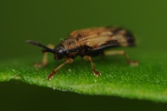 Sumitrosis inaequalis