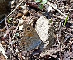 Lasiommata schakra