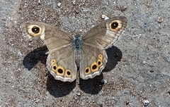 Lasiommata schakra