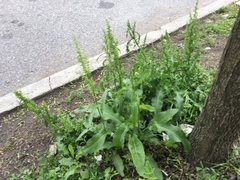 Rumex