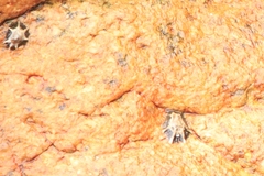 Patelloida saccharina