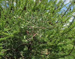 Tapinanthus