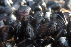 Xenostrobus neozelanicus
