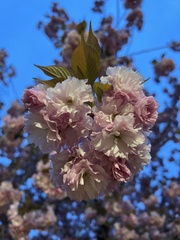 Prunus serrulata