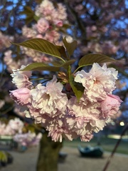 Prunus serrulata