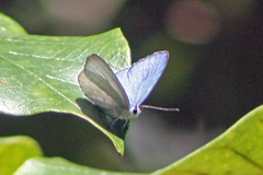 Eirmocides margarita
