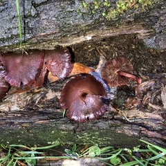 Tubaria rufofulva