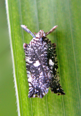 Elasmoscelis perforata