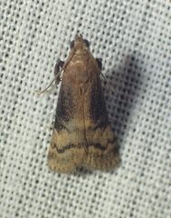 Euzophera fuliginosella