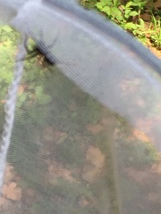 Textrix denticulata