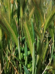 Hordeum murinum