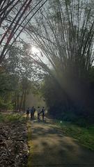 Acanthophyllum pungens