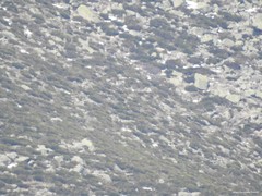 Cytisus oromediterraneus