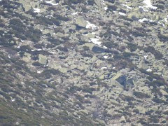 Cytisus oromediterraneus