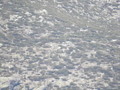 Cytisus oromediterraneus