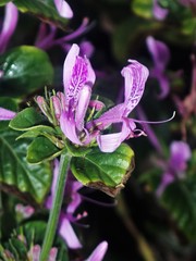 Hypoestes aristata