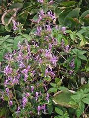 Hypoestes aristata