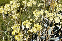Helichrysum pannosum