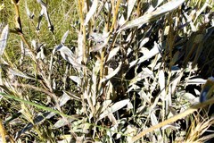 Helichrysum pannosum