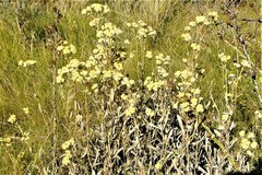 Helichrysum pannosum