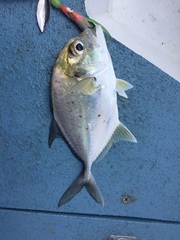 Caranx bucculentus