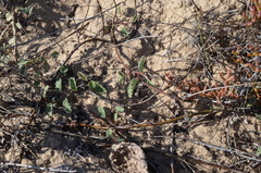 Hermannia scordifolia