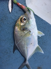 Caranx bucculentus