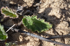 Hermannia scordifolia