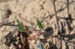 Hermannia scordifolia