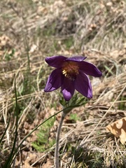 Pulsatilla montana