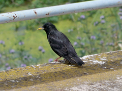 Sturnus unicolor
