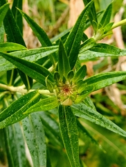 Carlina falcata