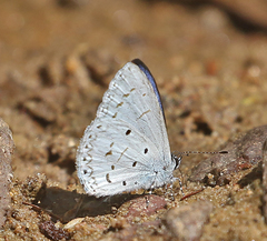 Udara placidula