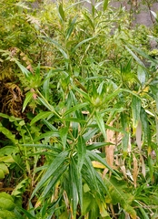Carlina falcata