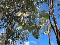 Eucalyptus albens