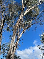 Eucalyptus albens
