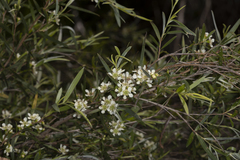 Leptospermum brachyandrum