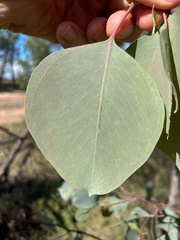 Eucalyptus albens