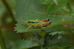 Pseudopodisma nagyi