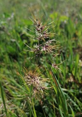 Poa bulbosa
