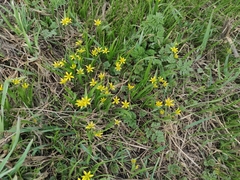 Gagea granulosa