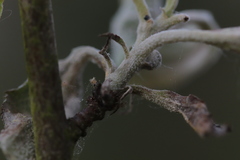 Podosphaera leucotricha