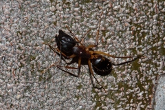 Camponotus maculatus